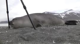 Weaner Elephant Seal investigating tripod
