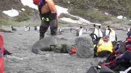 Weaner Elephant Seal conversing with OOE guide