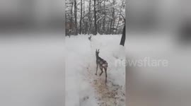 Newsflare Edit - Roe in Snow