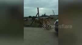 Terrifying moment charging lions damaged woman's car by jumping on roof at safari park
