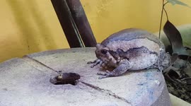 Bullfrog eating flies