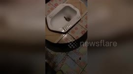 Newsflare Edit - Huge millipede crawling up the toilet