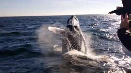 The amazing moment a humpback whale breaches next to a boat