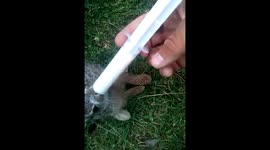 Little rabbit need food