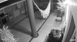 Raccoons in the trash. Caught on my CCTV security cameras