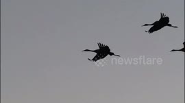 Sand hill cranes