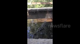 Croc feeding in La Manzanilla