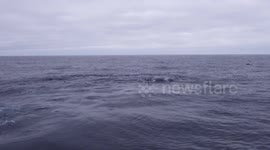 A Group of Humpback Whales Crossing the Drake Passage near Antarctica