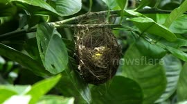 Bird's Mother Comes with Food