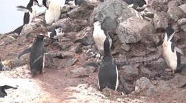 Chinstrap Penguin rookery birds calling sky pointing closer