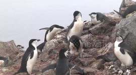 Chinstrap Penguin rookery Half Moon Island