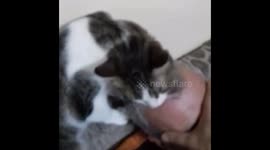Cat licking hairs