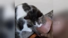 Newsflare Edit - Cat licking hairs