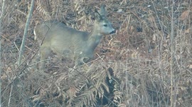 European Roe Deer
