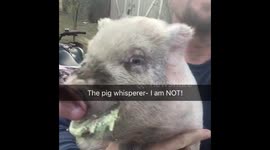 NOT a pig whisperer!