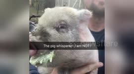 Newsflare Edit - NOT a pig whisperer!