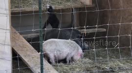 Baby Goat Happy to be Alive