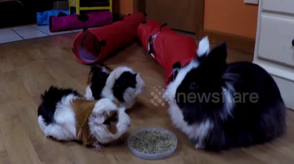 Adorable pets eating together for first time