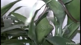 mantis vs snake