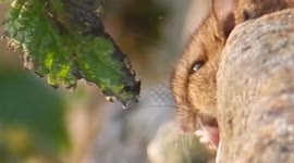 Wood mouse eating nettle seeds