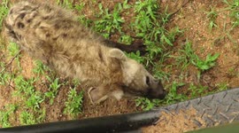 Playful hyena hides under safari vehicle