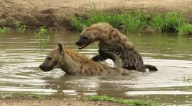 Hyena having fun with his family in the water