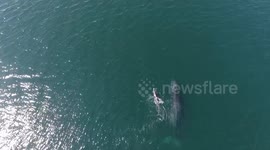 Impressive drone footage captures humpback whales playing in Mexico's Santiago Bay