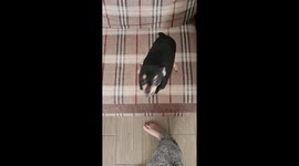 Dog desperately want to go to concert