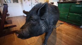 Twenty stone pig who lives as a pet with a family who found her running wild