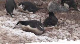 Chinstrap Penguins tending nests