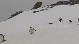 Chinstrap Penguins heading across snow to sea
