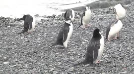 Chinstrap Penguins preening on beach closer