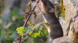 Cute little wood mouse eating nettle seeds