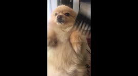 Pomeranian loves getting brushed