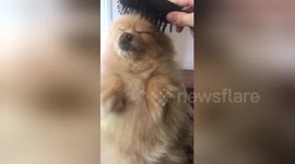 Newsflare Edit - Pomeranian loves getting brushed