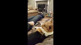 Corgi slow motion fist bump!