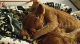 The friendship between the yellow dog and yellow cat