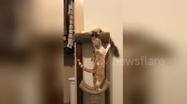 Newsflare Edit - A friendship between two cat