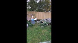 Panda’s Eating Bamboo