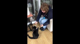 Miko gives paw for a treat