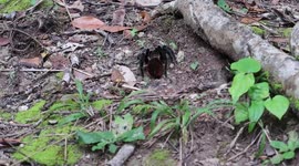 Tarantula in Tikal Guatemala