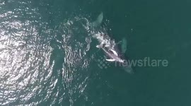 Mother whale gives baby a back ride off Mexico