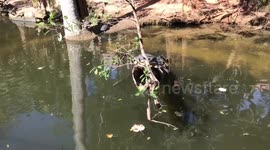 Sunbathing turtle plunges off log.