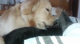 Dog gives Cat a massage head