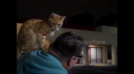 Stray cat sits on man’s shoulder like a parrot