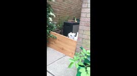 Westie Dog leaps wall in slow motion