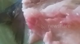 Well known Shops Fish Alive With Parasites