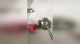 Newsflare Edit - The pug puppy play with the mop