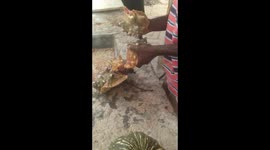 No Hammer Needed, How to remove the snail out of the Conch Shell, Gregory Town, Eleuthera, Bahamas