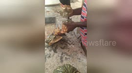 Newsflare Edit - No Hammer Needed, How to remove the snail out of the Conch Shell, Gregory Town, Eleuthera, Bahamas